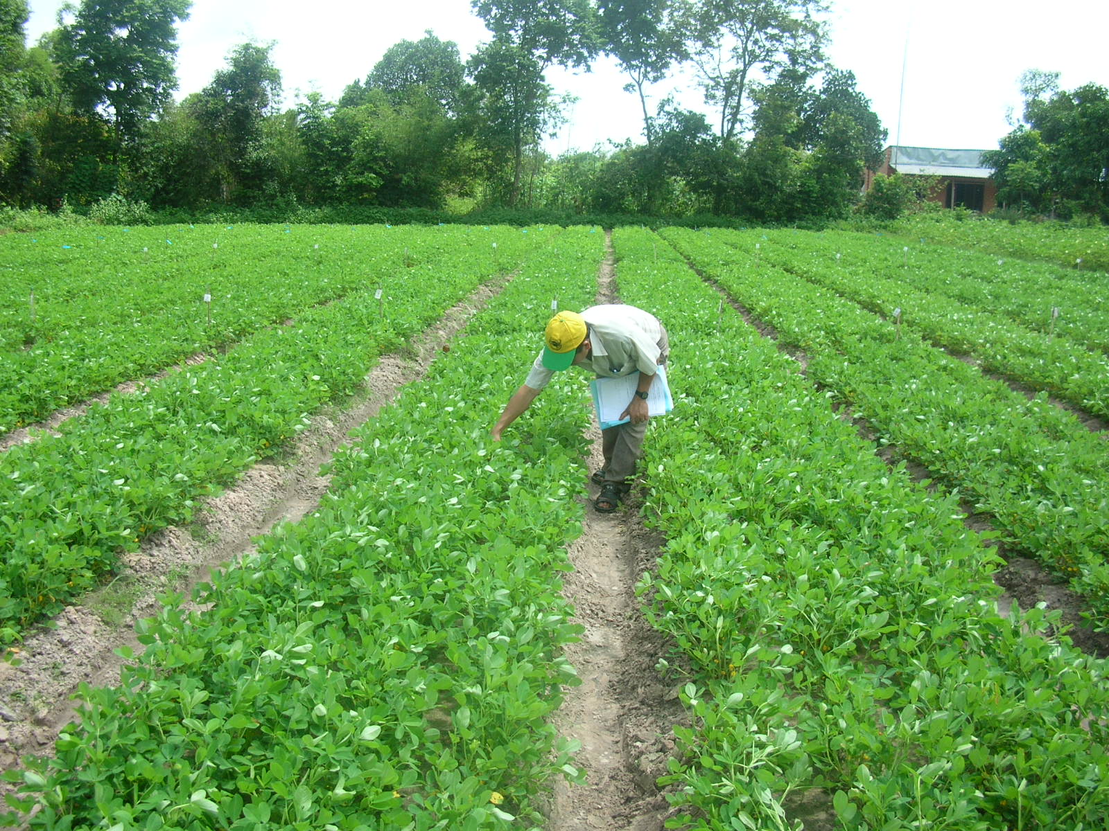 Kỹ thuật thâm canh đậu phộng trên nền đất xám tỉnh Long An