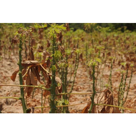 Nhện đỏ tấn công, “thiêu rụi” nhiều diện tích mì trồng