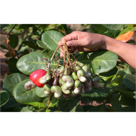 Cơ hội mới cho ngành điều