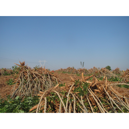 Tổng quan hệ thống canh tác sắn-kiến thức hiện có trong nghiên cứu và các vấn đề trong nhân rộng  kết quả nghiên cứu