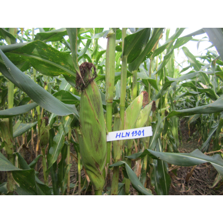 Bắp - nguồn cầu luôn phát triển