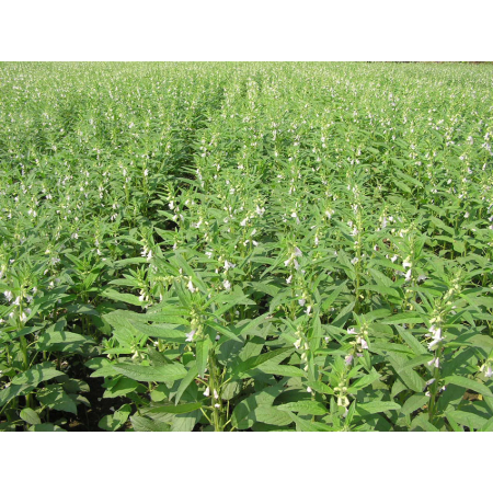 Trồng mè lãi gấp 3 lúa.