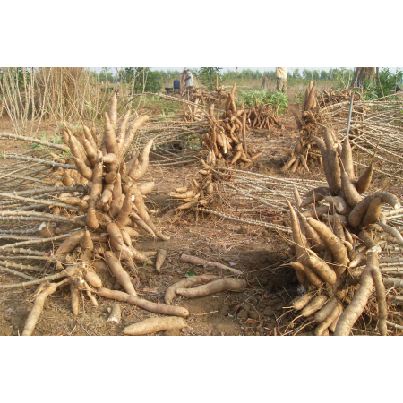 Dồn lực cho cây khoai mì phát triển