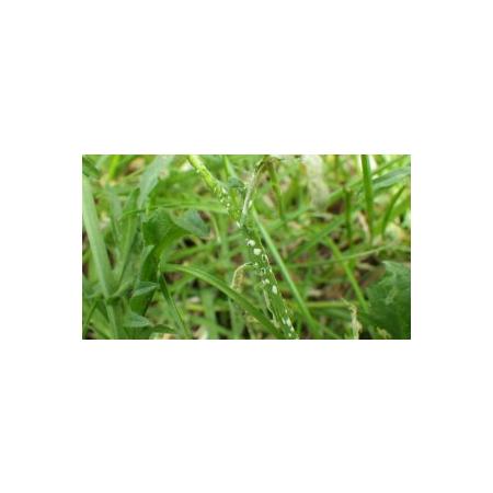 Nghiên cứu về ký sinh trùng giúp tìm hiểu về sự phát triển của các bệnh thực vật