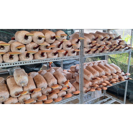 Ảnh hưởng của các công thức giá thể đến sinh trưởng và năng suất nấm linh chi