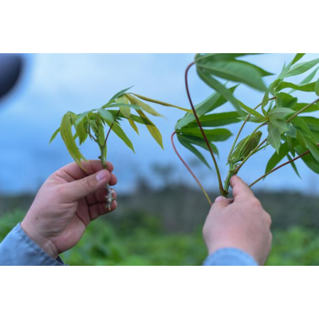 BỆNH CHỔI RỒNG TRÊN SẮN LAN RỘNG TẠI NAM MỸ: MỐI ĐE DỌA MỚI ĐỐI VỚI AN NINH LƯƠNG THỰC