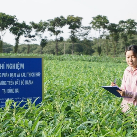 ĐÁNH GIÁ TÁC ĐỘNG CỦA PHÂN BÓN SINH HỌC TRONG CANH TÁC MÈ (VỪNG) TẠI VÙNG KHÔ HẠN