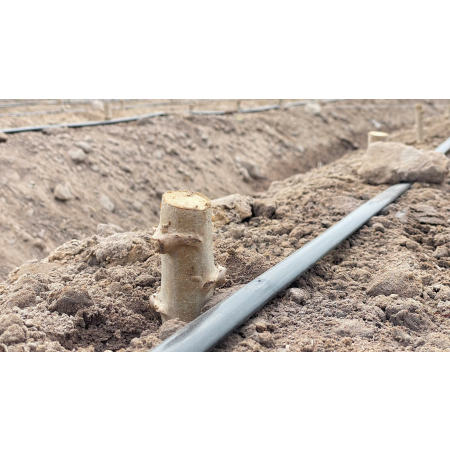 Đẩy mạnh chọn tạo giống sắn kháng bệnh khảm lá và năng suất cao vụ Đông Xuân 2026