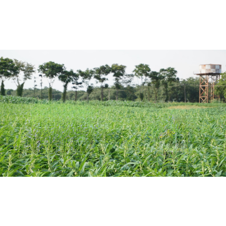 KẾT QUẢ NGHIÊN CỨU GÓI KỸ THUẬT CANH TÁC VỪNG ĐẠT NĂNG SUẤT VÀ HIỆU QUẢ KINH TẾ CAO CHO VÙNG ĐỒNG BẰNG SÔNG CỬU LONG