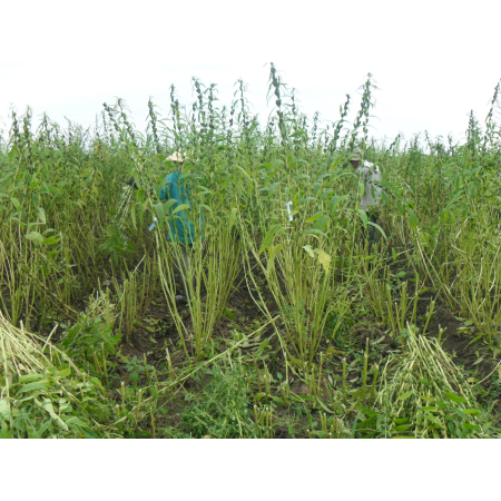 NÂNG CAO GIÁ TRỊ CÂY MÈ BÌNH THUẬN BẰNG GIỐNG BẢN ĐỊA: GIỐNG MÈ ĐEN 2 VỎ BÌNH THUẬN