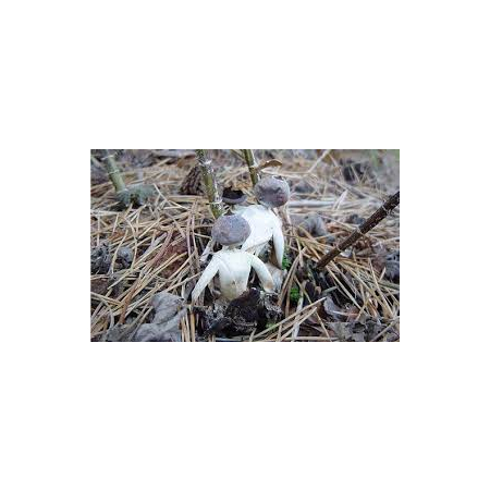 Nấm độc hình người ở Anh