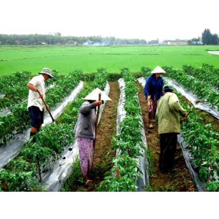 Chọn tạo giống ngô lai đơn chịu hạn ngắn ngày bằng kết hợp phương pháp công nghệ sinh học (công nghệ đơn bội, chỉ thị phân tử) với phương pháp truyền thống