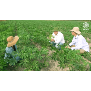 Đánh giá các dòng sắn Kháng bệnh Khảm lá - Xây dựng quan hệ đối tác cùng nghiên cứu chống lại các bệnh trên cây sắn mới nổi ở Đông Nam Á