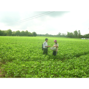 Cây đậu nành cho vùng Đồng bằng sông Cửu Long