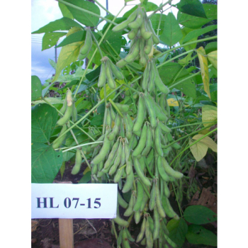 Đậu tương HL 07-15