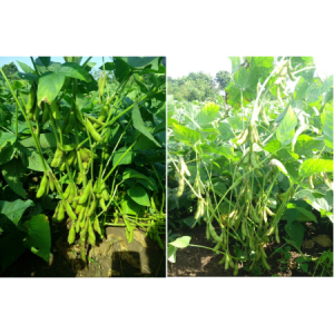 KẾT QUẢ KHẢO NGHIỆM VÀ SẢN XUẤT THỬ GIỐNG ĐẬU TƯƠNG HLĐN 910 VÀ HLĐN 904 CHO VÙNG ĐÔNG NAM BỘ  VÀ ĐỒNG BẰNG SÔNG CỬU LONG