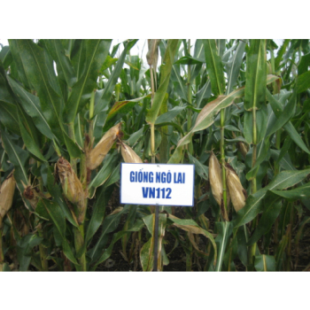 Giống ngô lai VN 112