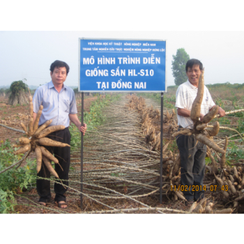 Giống sắn HL-S10