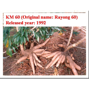 Giống sắn KM 60