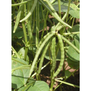 Giống đậu xanh V 94 - 208