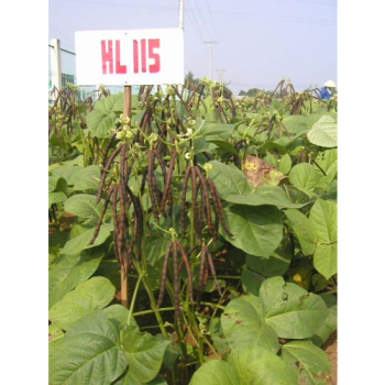 Giống đậu xanh HL 115