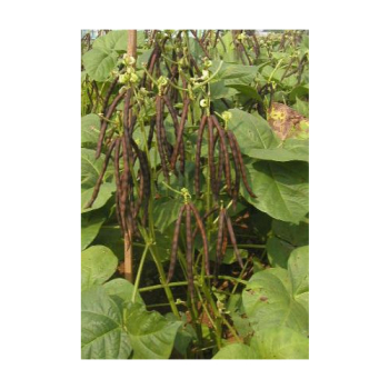 Giống đậu xanh HL89-E3