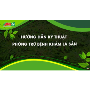 HƯỚNG DẪN PHÒNG TRỪ BỆNH KHẢM LÁ SẮN ĐÚNG CÁCH