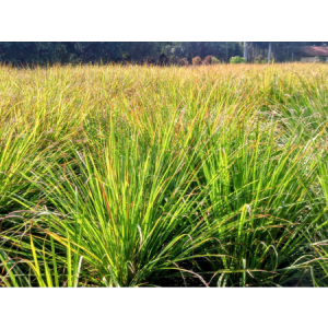 Giới thiệu cây Sả chanh