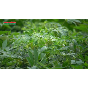 Giống sắn mới giúp kháng bệnh khảm lá - HL-RS15