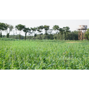 KẾT QUẢ NGHIÊN CỨU GÓI KỸ THUẬT CANH TÁC VỪNG ĐẠT NĂNG SUẤT VÀ HIỆU QUẢ KINH TẾ CAO CHO VÙNG ĐỒNG BẰNG SÔNG CỬU LONG