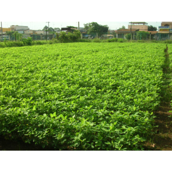 QUY TRINH KỸ THUẬT TRỒNG GIỐNG LẠC GV10