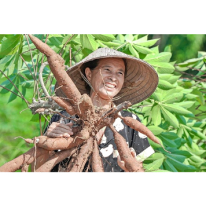 Nghiên cứu ứng dụng chỉ thị phân tử trong chọn tạo giống đậu tương kháng bệnh rỉ sắt