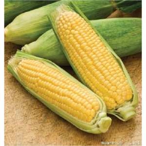 QUY TRÌNH KỸ THUẬT SẢN XUẤT HẠT LAI F1 GIỐNG NGÔ LAI ĐƠN MAX 7379