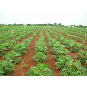 Quy trình canh tác sắn tổng hợp đạt năng suất cao, bền vững cho vùng Đông Nam Bộ 