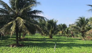 TRỒNG XEN LẠC TRONG VƯỜN DỪA NON: GIẢI PHÁP NÂNG CAO HIỆU QUẢ SỬ DỤNG ĐẤT VÀ CẢI THIỆN ĐỘ PHÌ ĐẤT TẠI PHÚ QUỐC
