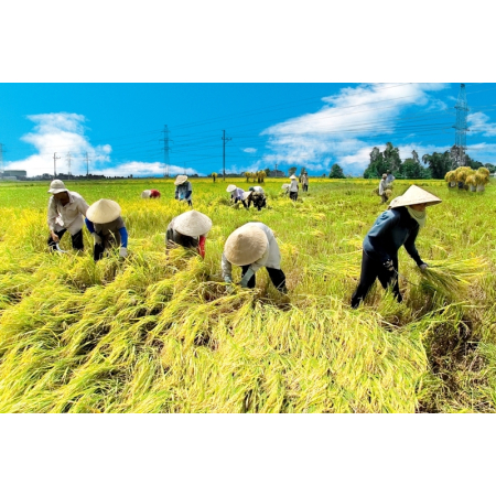 Nghiên cứu hiệu lực trực tiếp và tồn dư của phân vô cơ đa lượng đối với lúa, ngô, cà phê làm cơ sở cân đối cung cầu phân bón ở Việt Nam.