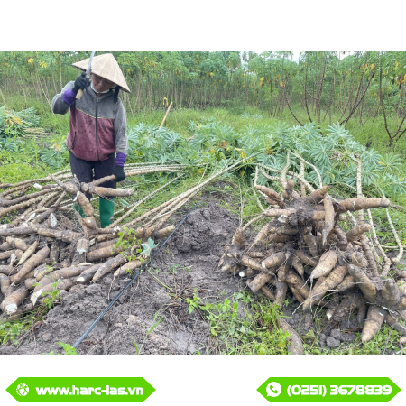 XĂNG E10 CÓ THỂ LÀ CƠ HỘI MỚI CHO NGÀNH SẮN VIỆT NAM